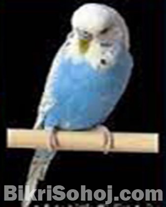 Bazigar Bird